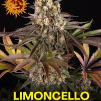 Limoncello